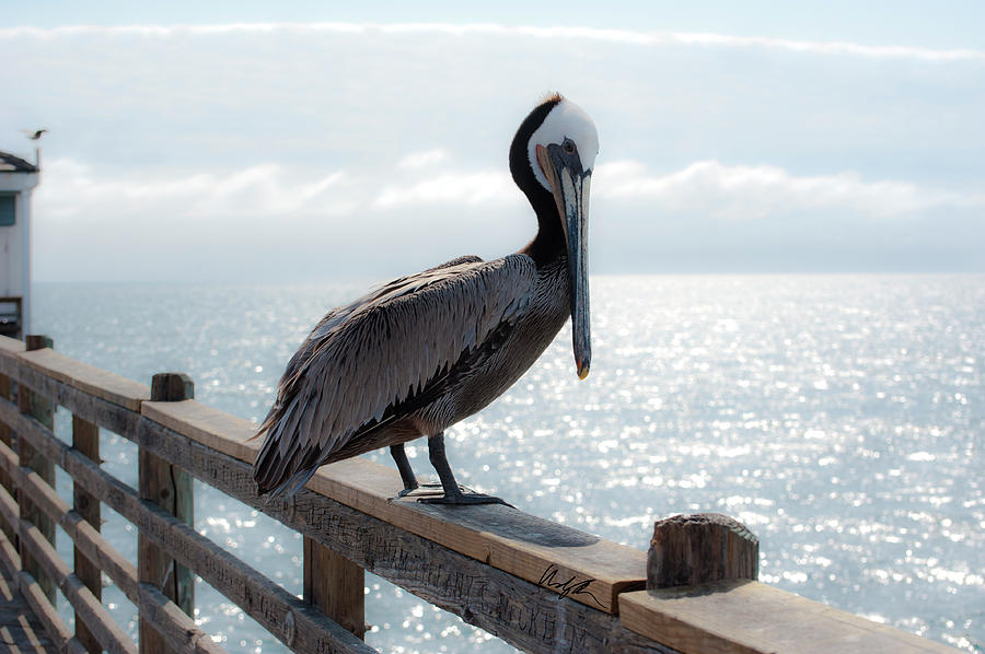 Oceanside Pelican #2 Photograph by Windy Osborn