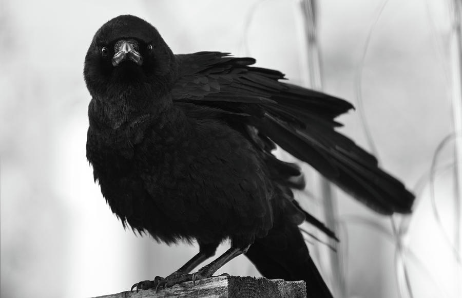 October Crow #2 Photograph by Rae Ann  M Garrett