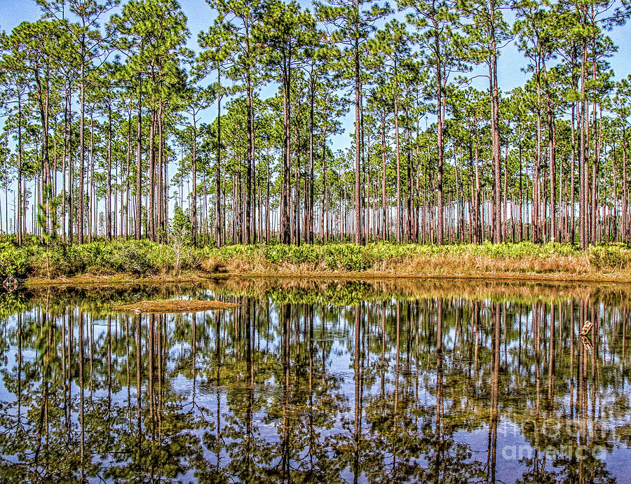 Okefenokee Swamp #2 Photograph by Scott Moore