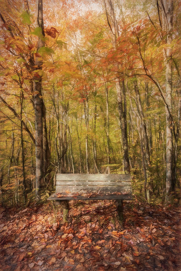 Old Bench in the Fallen Leaves Creeper Trail in Autumn Fall Colo Photograph by Debra and Dave Vanderlaan