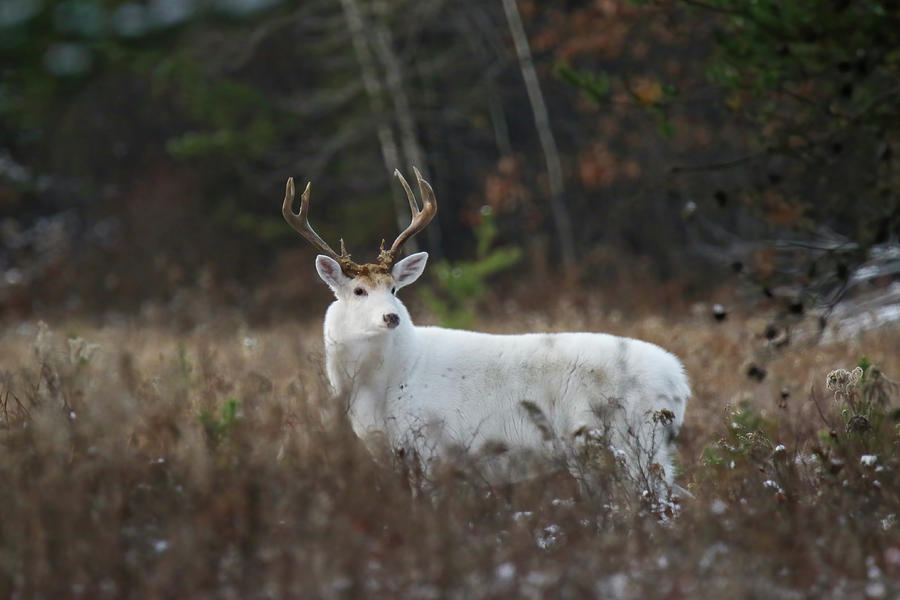 Old White Buck #2 Photograph by Brook Burling