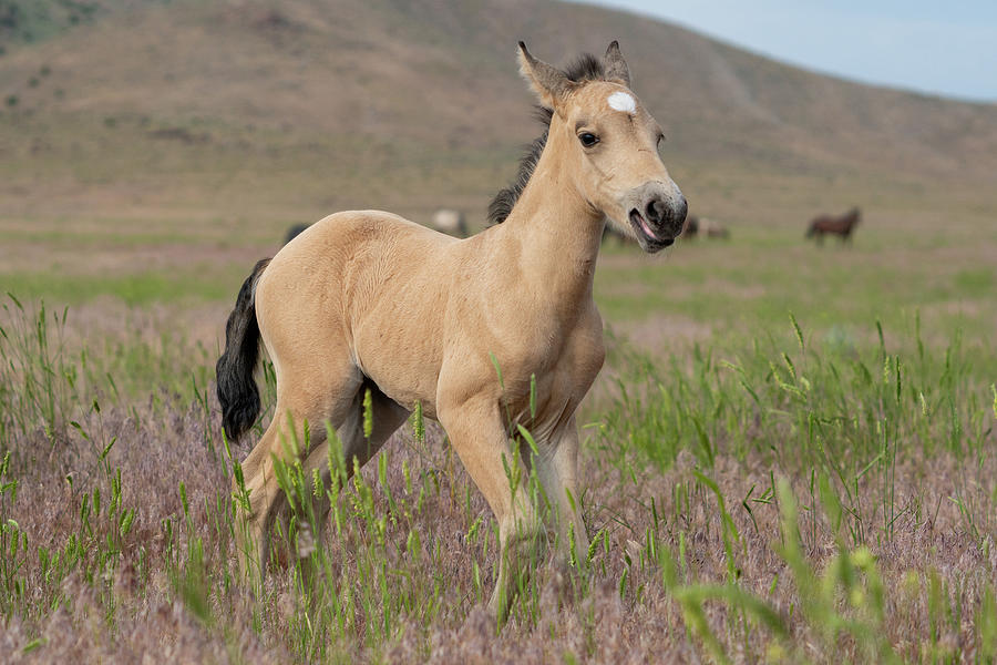 Onaqui Wild Horse Pony #2 Photograph by Wesley Aston