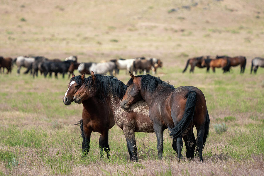 Onaqui Wild Horses  #2 Photograph by Wesley Aston