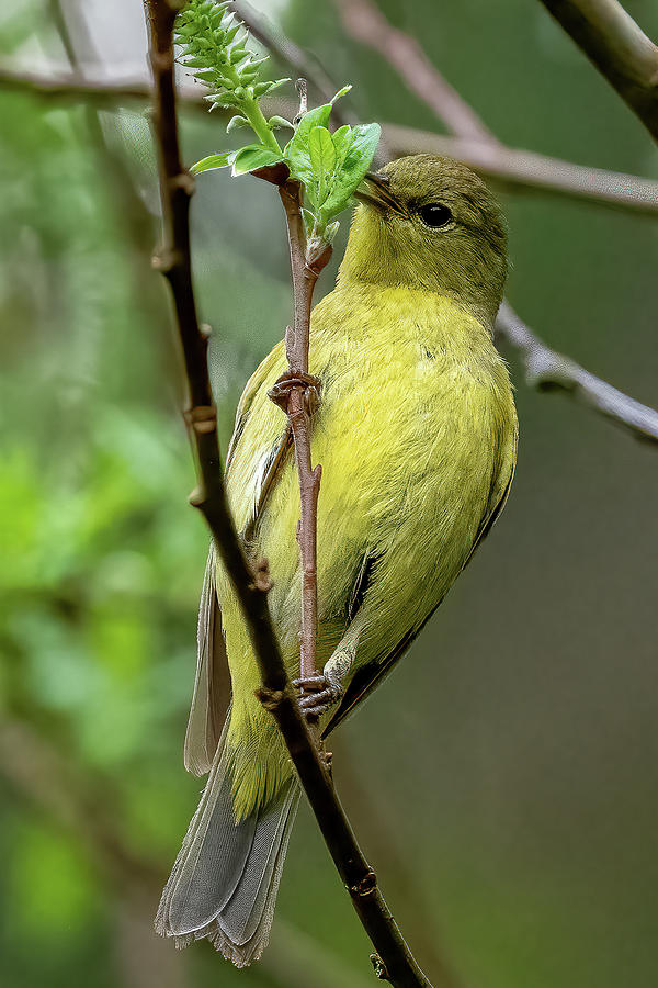 Orange-crowned Warbler #2 Photograph by Timothy Anable