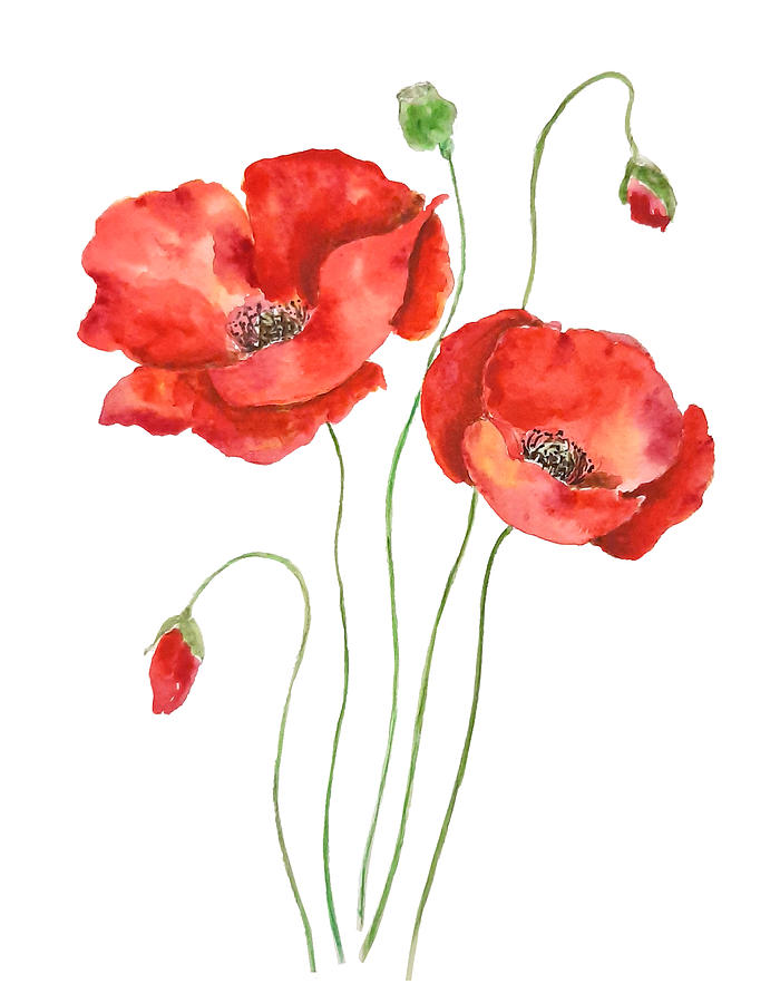 2 Orange Poppies Watercolor Painting Painting by Color Color - Pixels