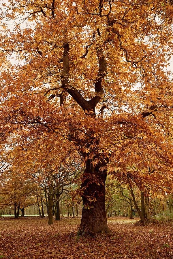 Tree Photograph - Orange Tree #2 by Svetlana Sewell