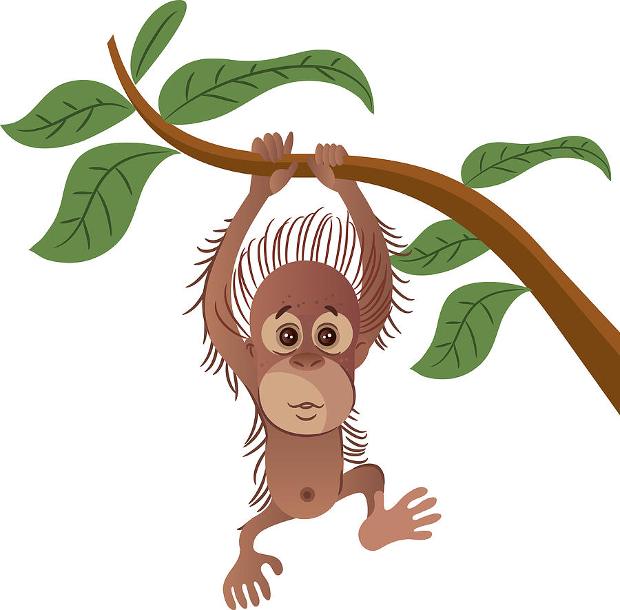 Orangutan #2 Drawing by Drmakkoy