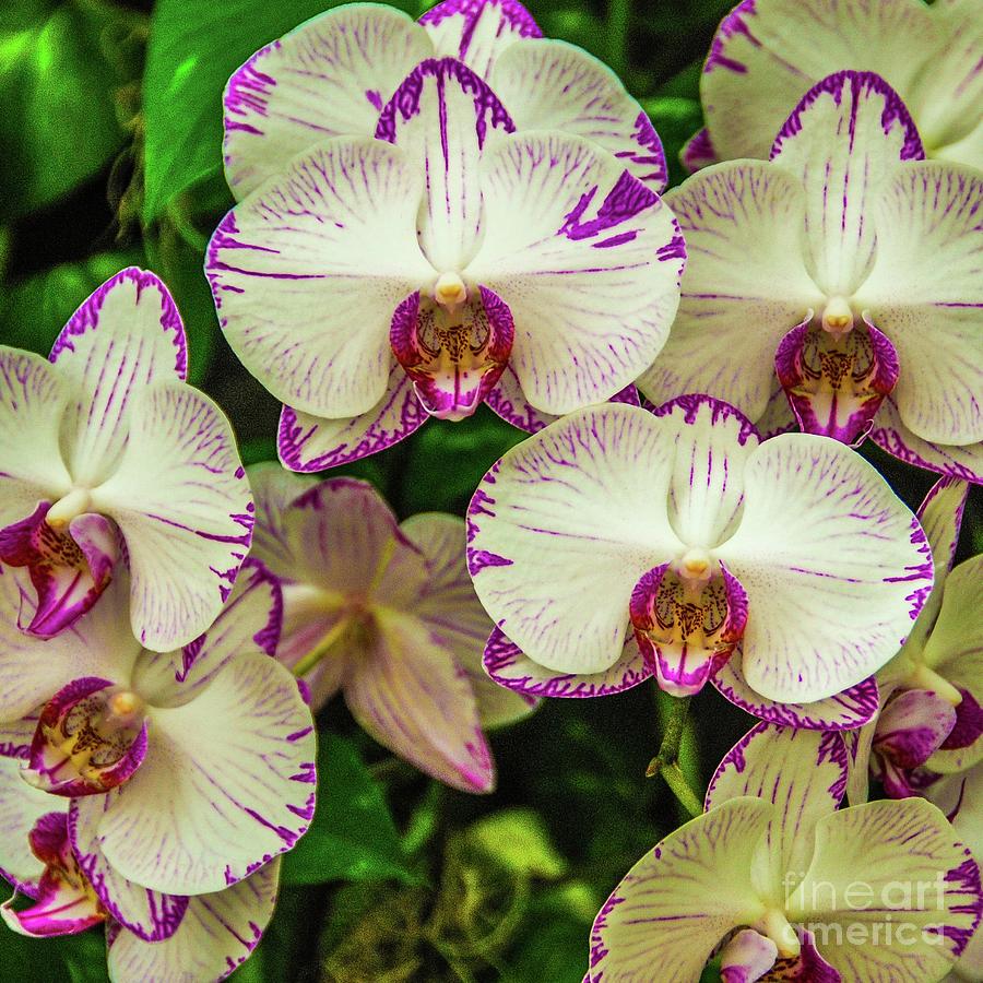 Orchid Photograph - Orchid Garden #2 by D Davila