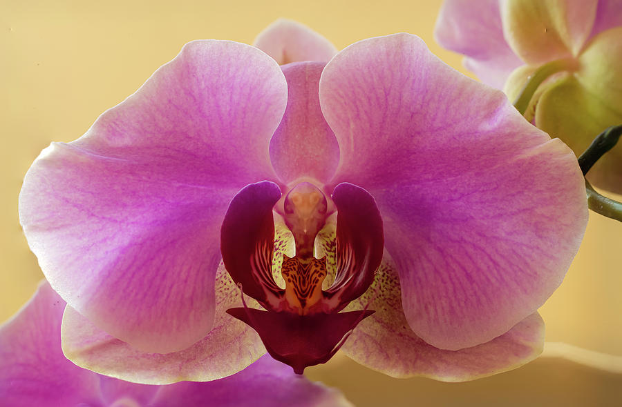 Orchid #2 Photograph by SAURAVphoto Online Store