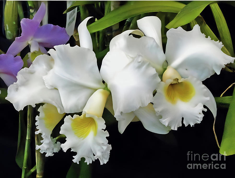 Orchids in White #2 Photograph by Mindy Newman