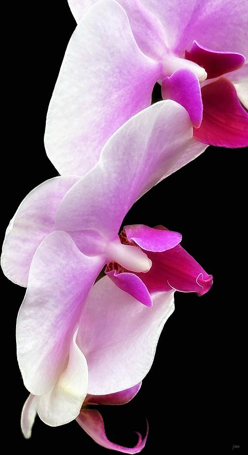 2 Orchids Photograph by JoAnn Lense