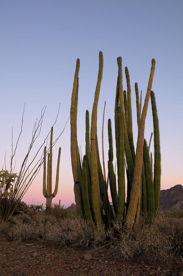 Organ Pipe Cactus, - Stenocereus thuberi - Organ Pipe Cactus National Monument, Arizona, USA #2 Photograph by Kevin Oke