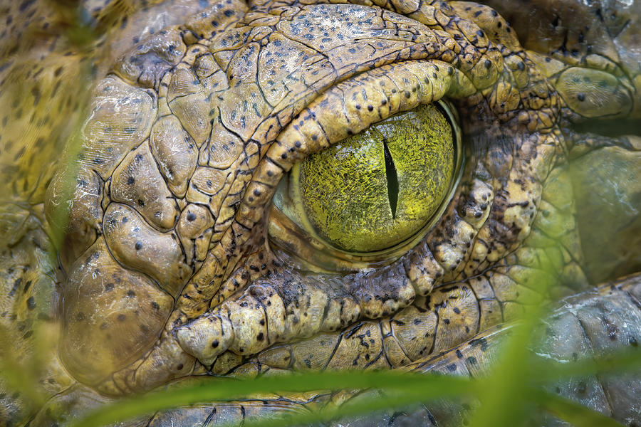 Orinoco Crocodile Wisirare Orocue Casanare Colombia #2 Photograph by Adam Rainoff