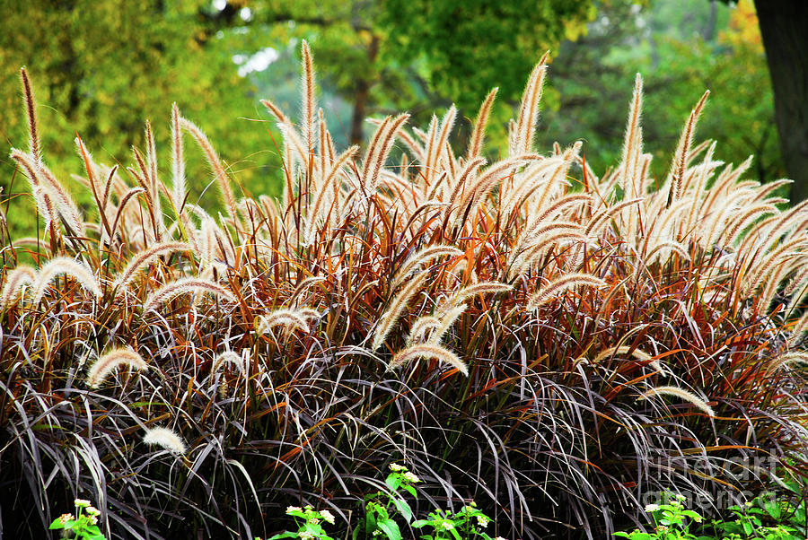 Ornamental Grass #3 Photograph by Ee Photography