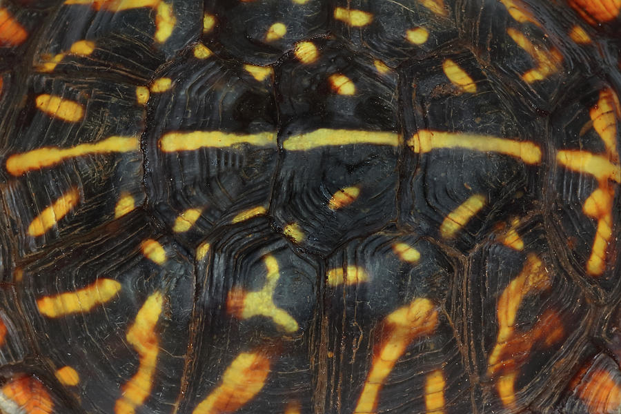 Ornate Box Turtle Shell As Art #2 Photograph By Michael Redmer - Fine 