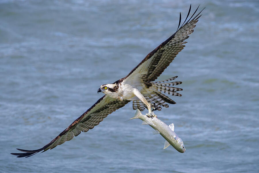 Osprey #2 Photograph by Adam Rainoff Osprey #2 Photograph by Adam Rainoff