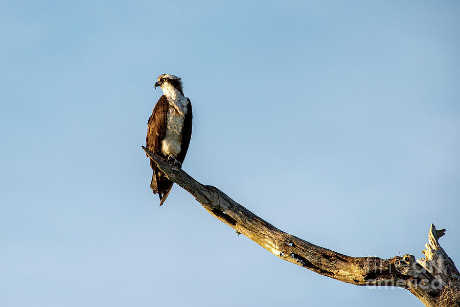 Osprey #2 Photograph by David Arment