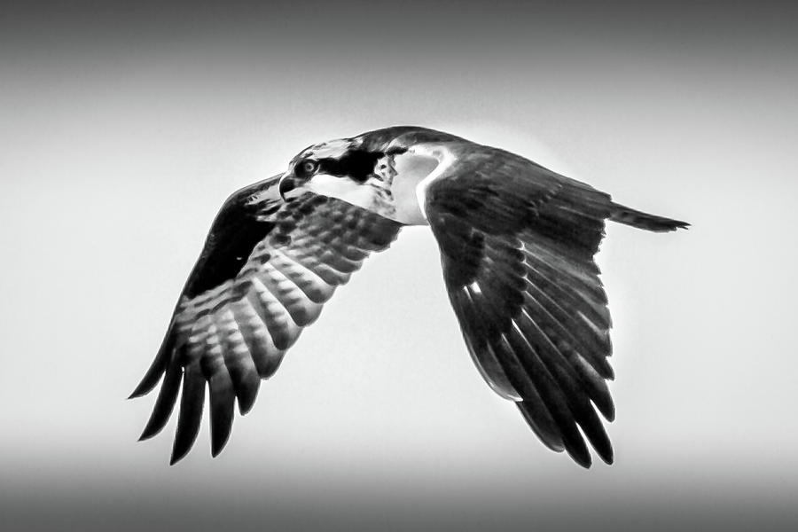 Osprey #2 Photograph by David Wagenblatt
