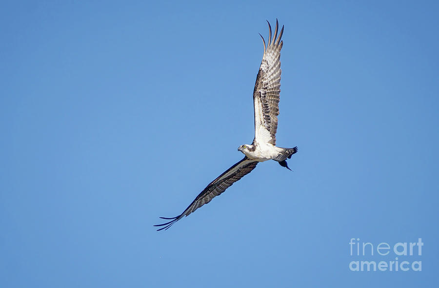 Osprey In Flight #2 Photograph by Charline Xia