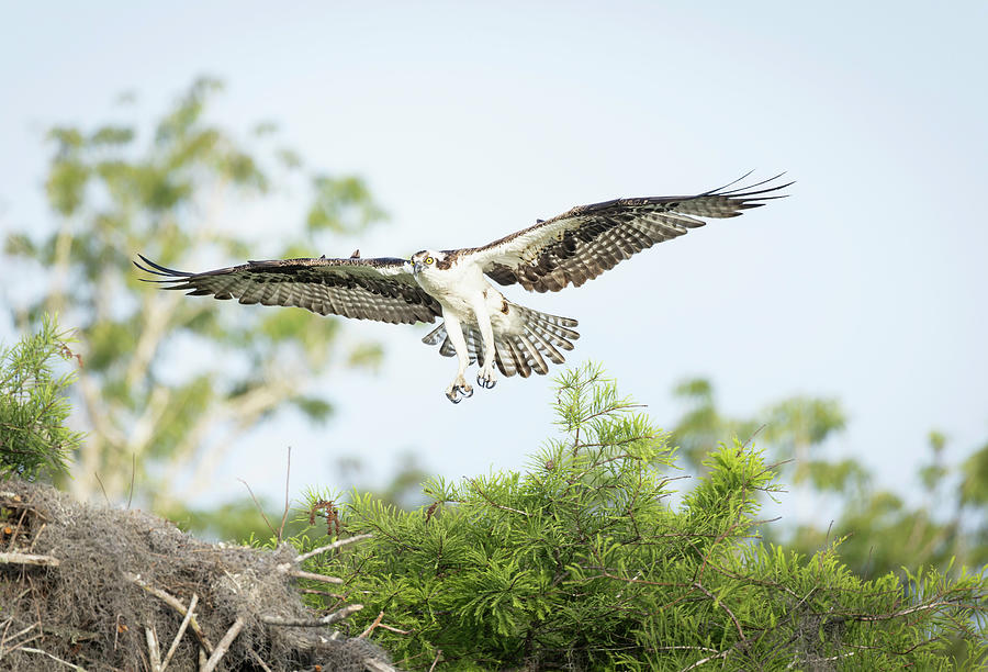 Osprey in Flight #2 Photograph by Fran Gallogly