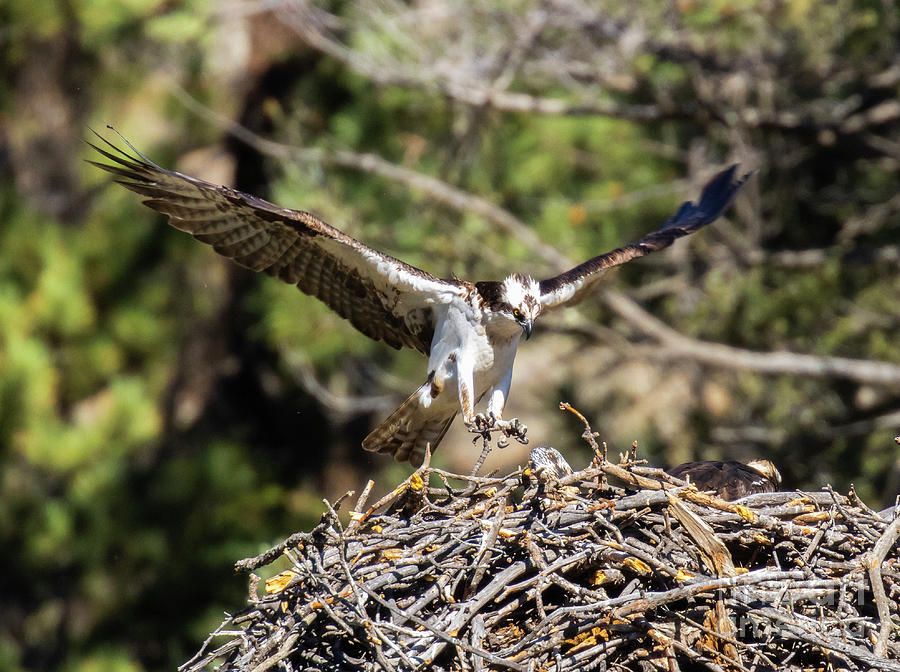 Osprey in Flight #2 Photograph by Steven Krull