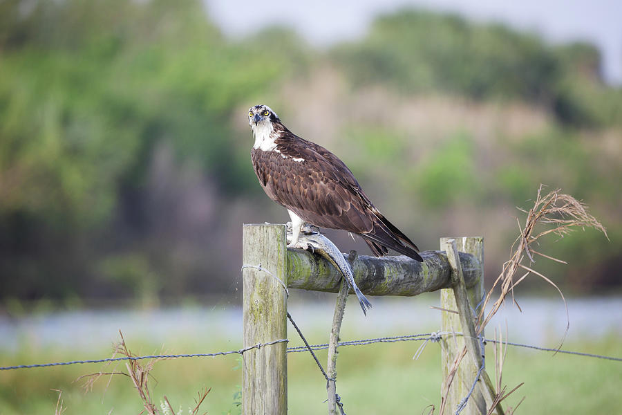Osprey with Fish #2 Photograph by Fran Gallogly