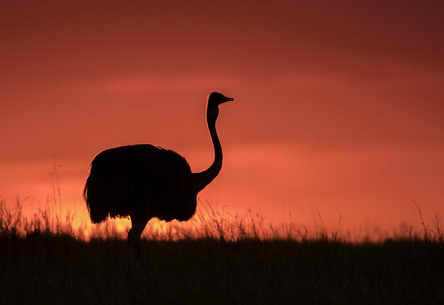 Ostrich at Sunset in Silhouette #2 Photograph by Russell Burden