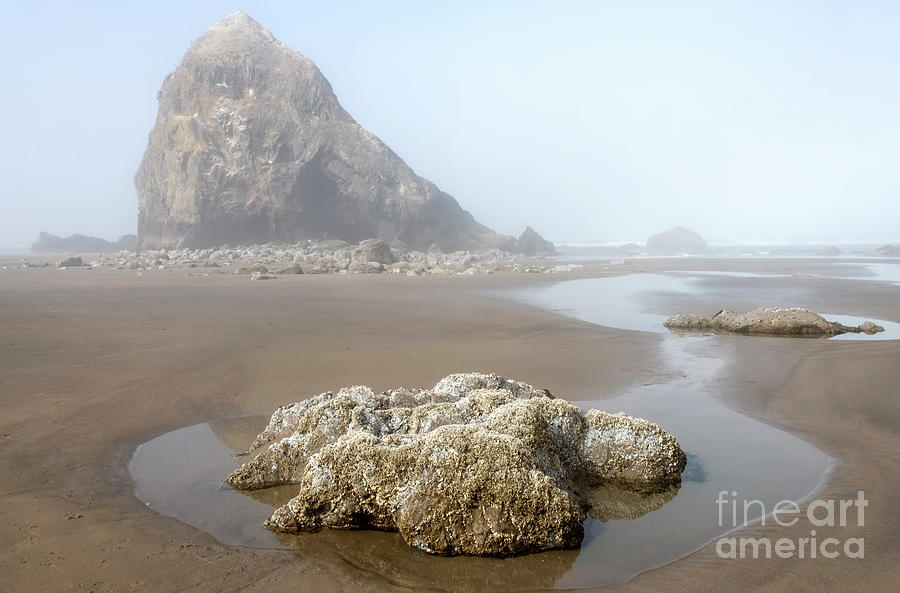 Beach Photograph - Out of the Fog #2 by Michael Dawson