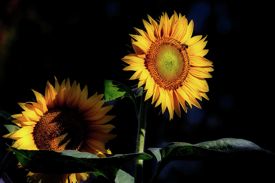 Sunflower Photograph - Out of the Shadows #2 by Bill Wakeley