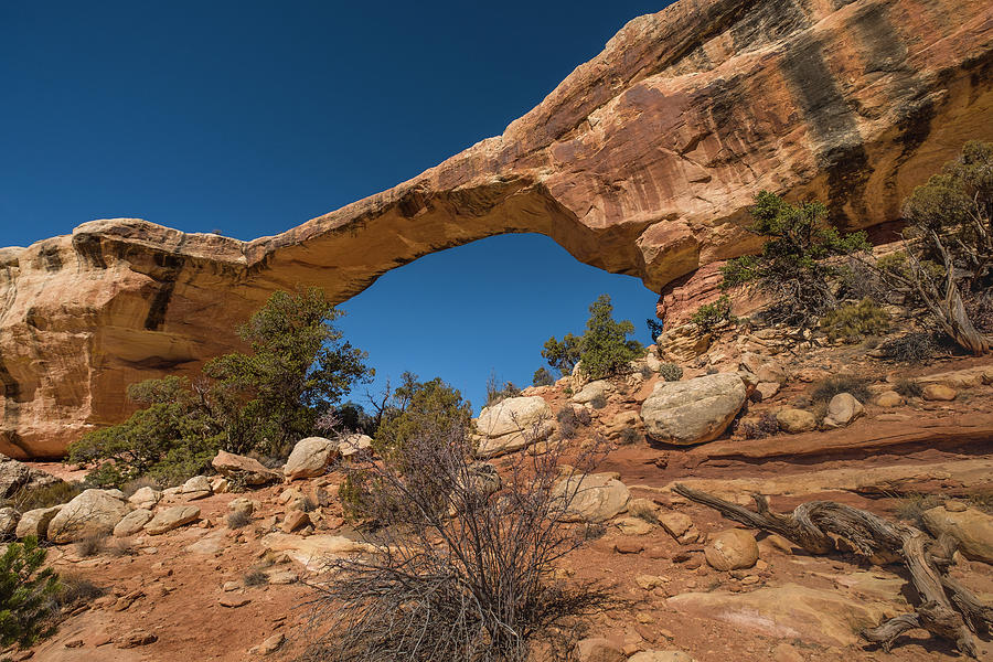 Owachomo Bridge in the Natural Bridges National Monument #2 Photograph by David L Moore