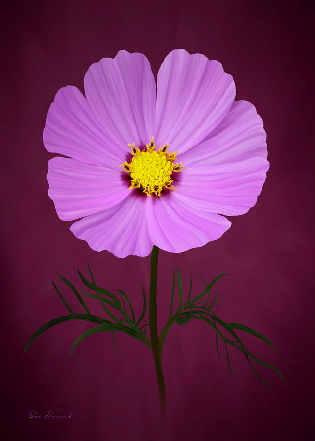 Painted Cosmos #2 Photograph by Sue Leonard