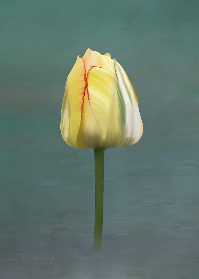 Painted Tulip #2 Photograph by Sue Leonard