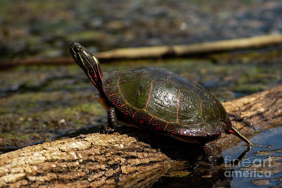 Painted Turtle #2 Photograph by JT Lewis