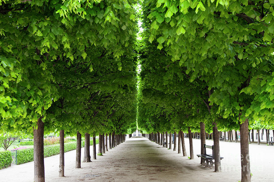 Paris Photograph - Palais Royal Trees #2 by Brian Jannsen