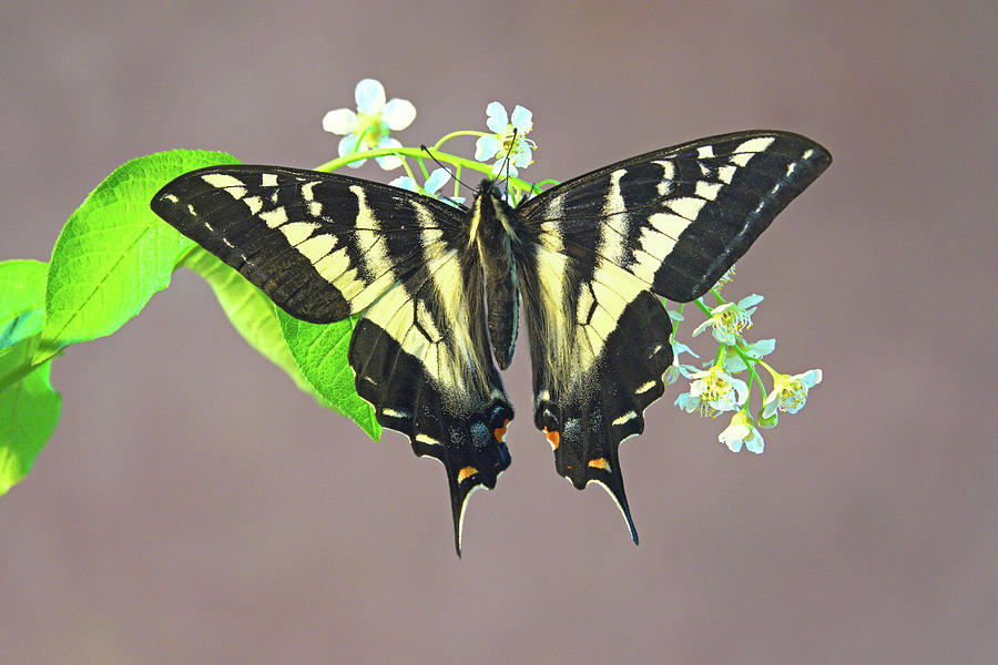 Pale Swallowtail Butterfly #2 Photograph by Buddy Mays