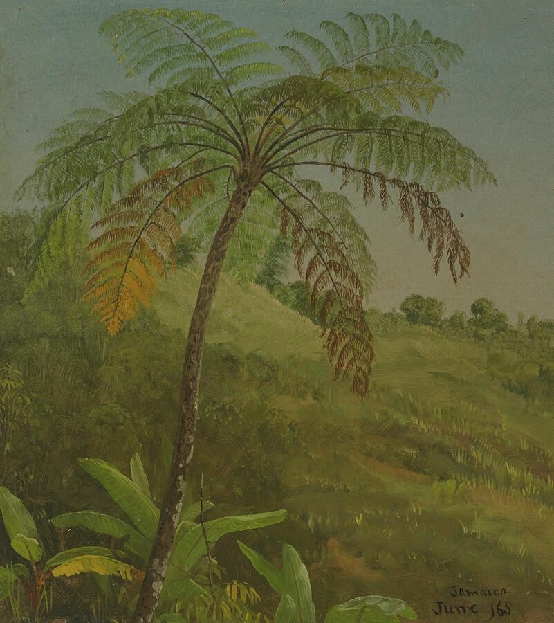 Palm Tree, Jamaica Painting by Frederic Edwin Church