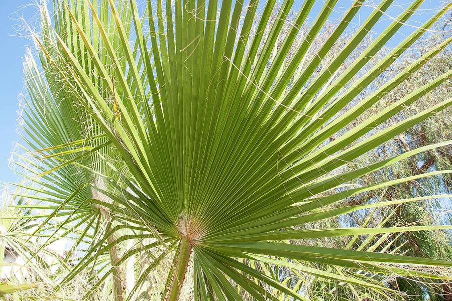 Palm Tree #4 Photograph by Robert Braley