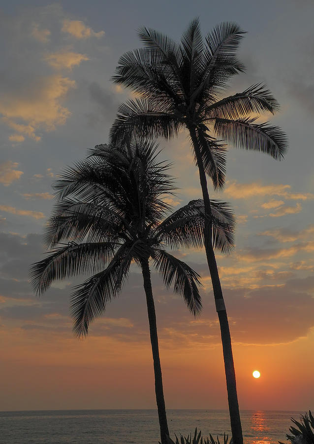 Palm Tree Sunset. #2 Photograph by Doug Davidson