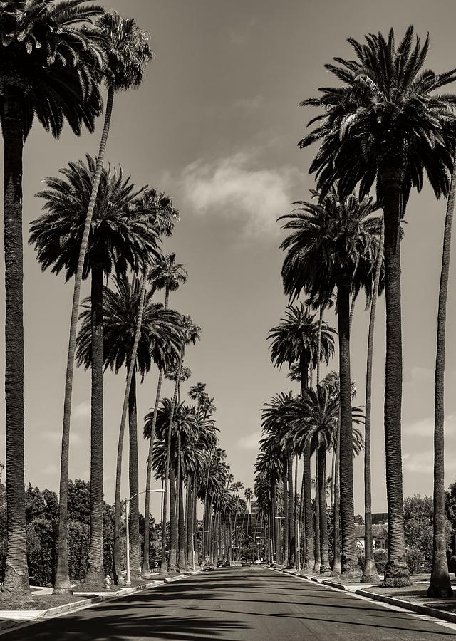 Palms of Beverly Hills Photograph by Mountain Dreams - Fine Art America