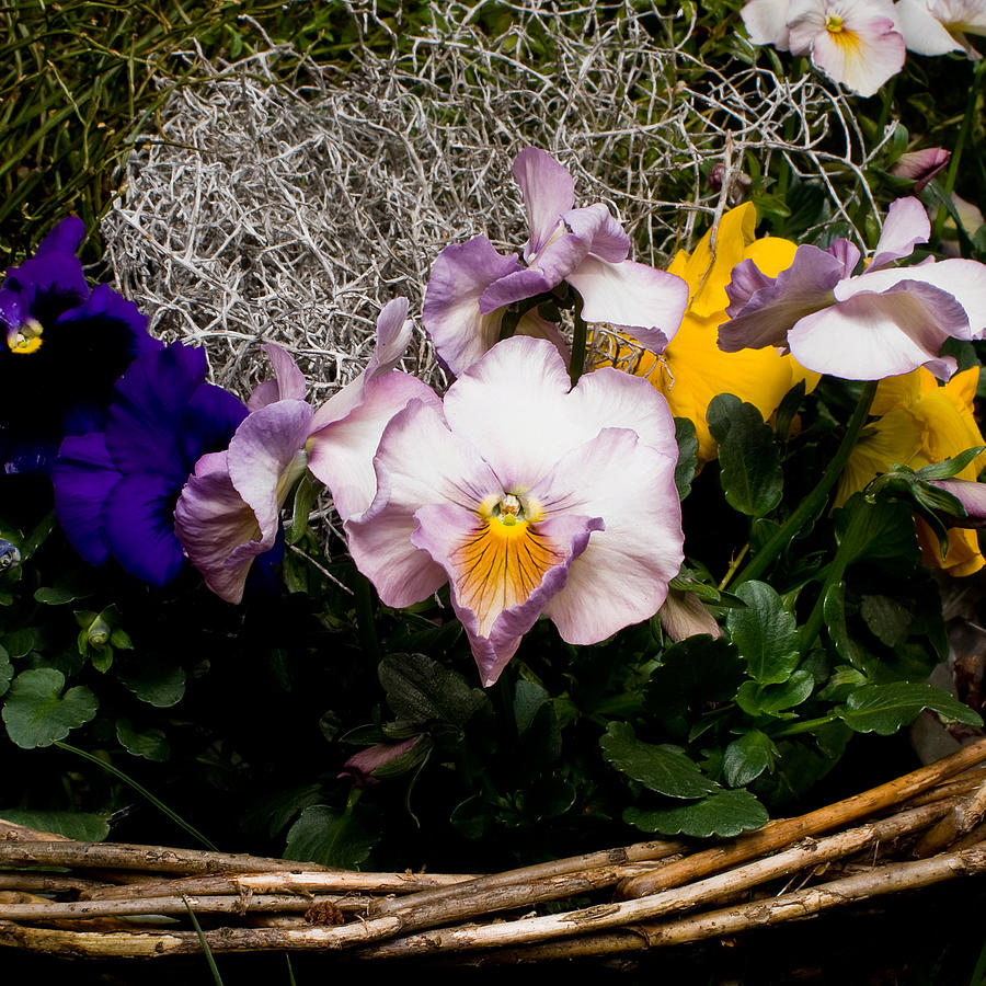 Pansy Flowers Photograph