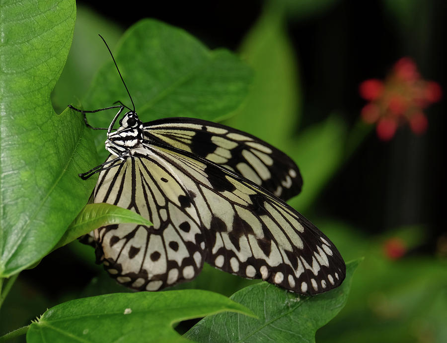 Tree Nymph or Paper Kite Butterfly Photograph by Ronda Ryan