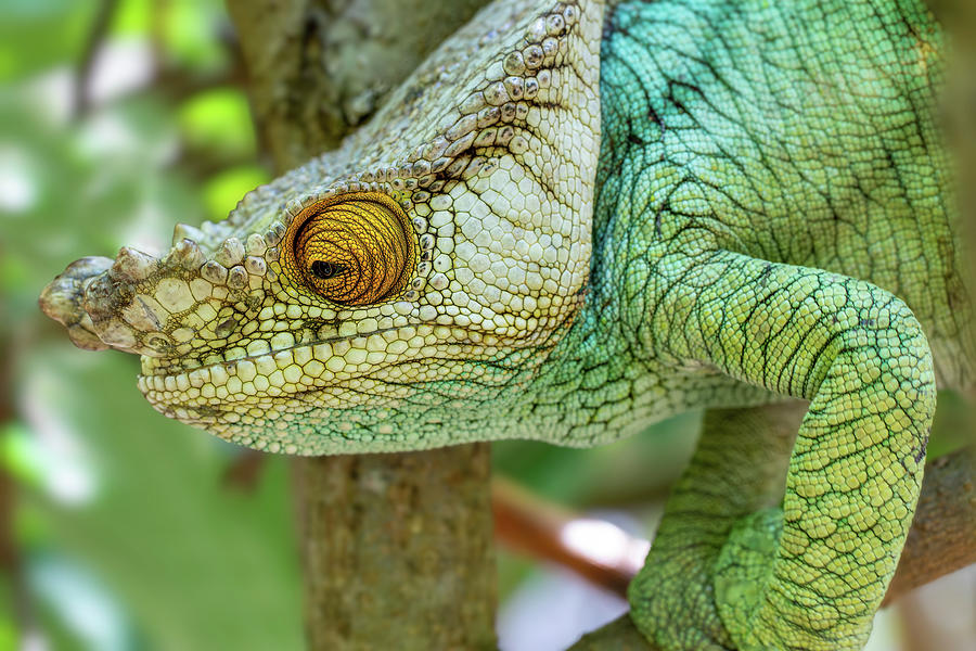 Parson's chameleon, Calumma parsonii, Peyrieras Madagascar Exotic ...