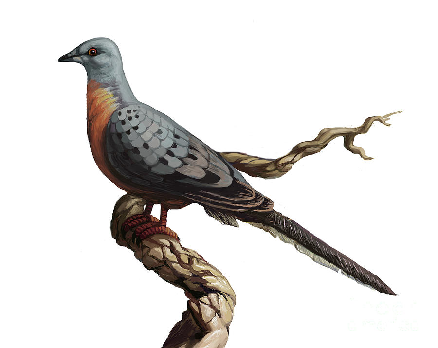 Passenger Pigeon #2 Photograph by Spencer Sutton
