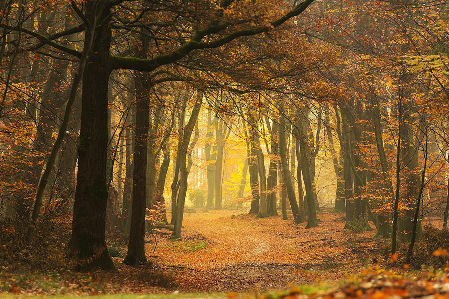 Path through a misty forest during a beautiful foggy autumn day #2 Photograph by Sjo