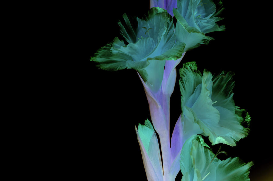 Flowers Photograph - Peace by Paulina Roybal Flowers Photograph - Peace by Paulina Roybal