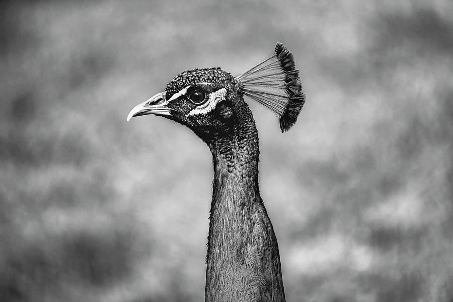 Peacock Photograph - Peacock #2 by Christopher Johnson