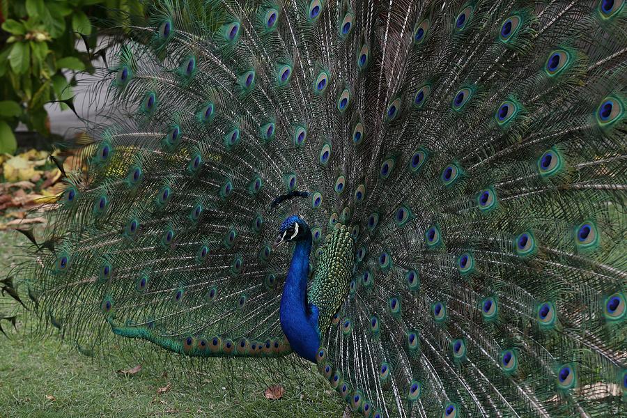 Peacock Fanning Tail Photograph by Mingming Jiang