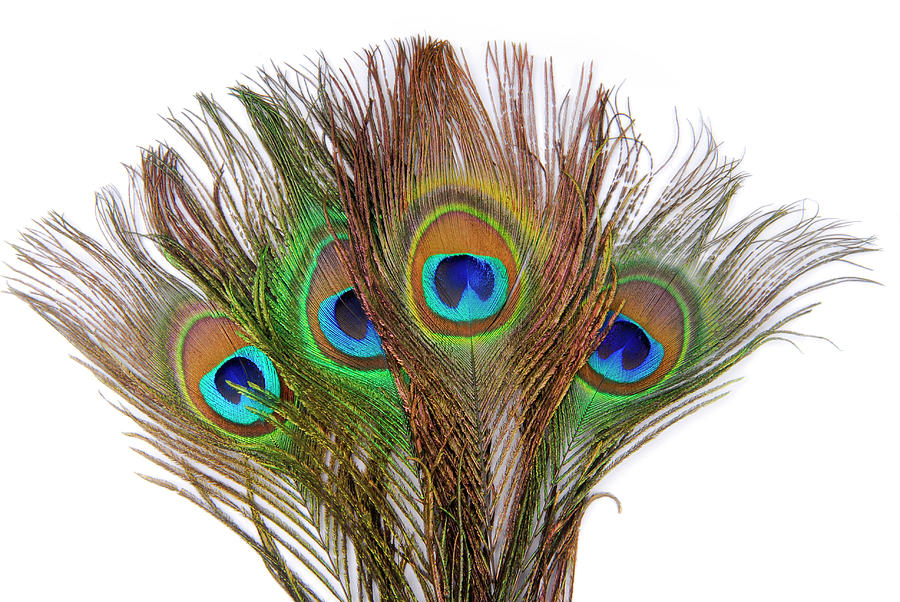 Peacock Feathers Isolated On White #2 Photograph by Severija Kirilovaite