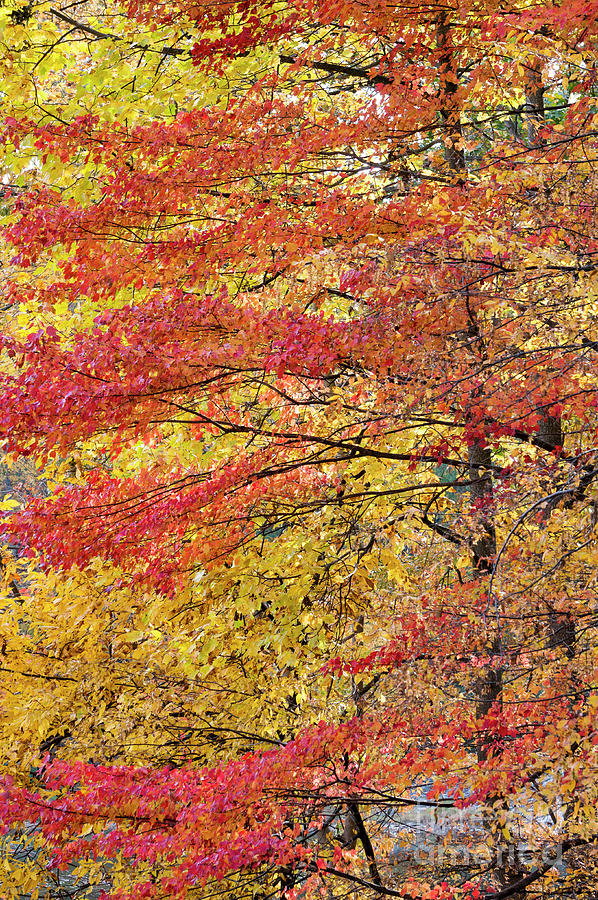 Peaking autumn colors at Seneca Creek State Park in Gaithersburg #2 Photograph by William Kuta
