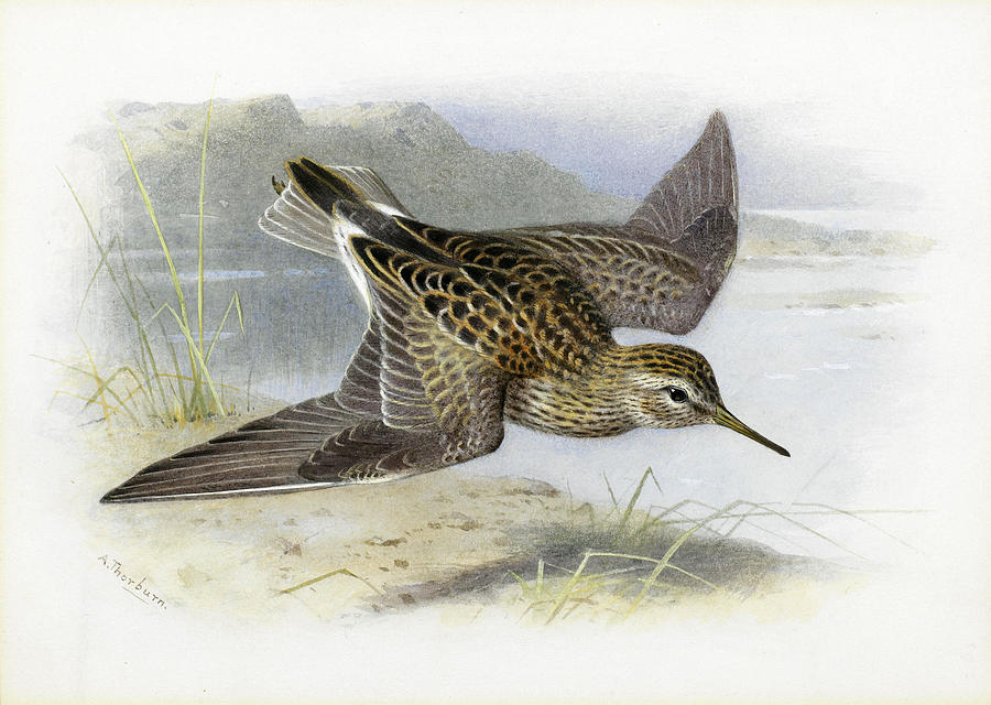 Pectoral Sandpiper #3 Drawing by Archibald Thorburn
